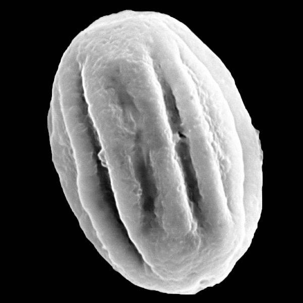 Grano de polen de Heliotropium anderssonii B.L. Rob. (foto en microscopio electrónico). Foto: Patricia Jaramillo Díaz & M. Mar Trigo, CDF, 2011.