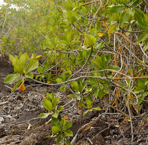 Rhizophora mangle , red mangrove, American mangrove. Photo: Frank Bungartz, CDF, 2007.
