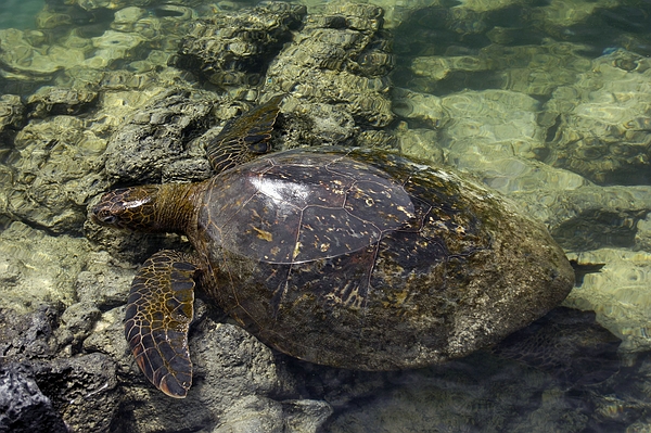 Galápagos Green Turtle (Chelonia mydas agassisi), San Cristóbal Island, Galápagos. Photo: Frank Bungartz, CDF, 2007.