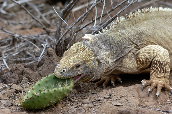 Santa Fé Land Iguana (Conolophus pallidus), Santa Fé Island, Galápagos. Photo: Frank Bungartz, CDF, 2007.