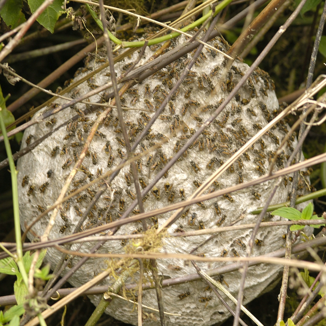 Wasp Nest (Brachygastra lecheguana), Scalesia Forest behind Cerro Crocker, Galápagos. Photo: Frank Bungartz, CDF, 2007.
