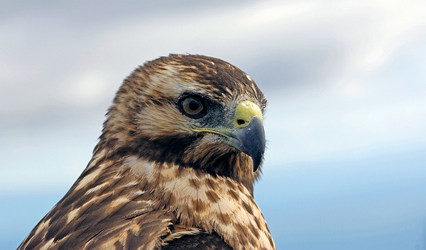 Galapagos Hawk (Buteo galapagoensis), Isabela Island, Galapagos. Photo: Frank Bungartz, CDF, 2007.