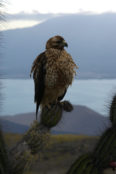 Gavilán de Galápagos (Buteo galapagoensis), Isla Isabela, Galápagos. Foto: Frank Bungartz, CDF, 2007.
