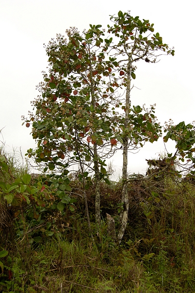 Cinchona pubescens Vahl, parte alta de la Isla Santa Cruz, Galápagos. Foto: Frank Bungartz, CDF, 2007.