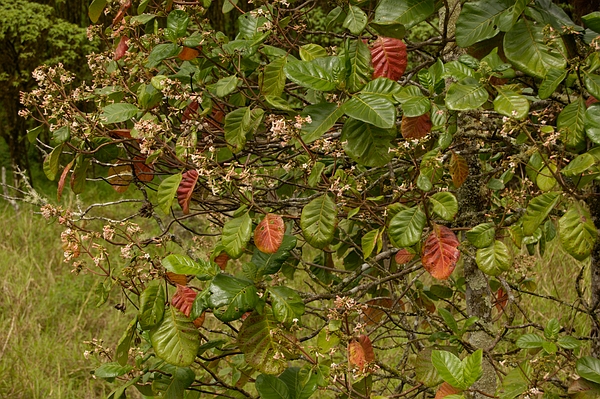 Cinchona pubescens, highlands of Isla Santa Cruz, Galápagos. Photo: Frank Bungartz, CDF, 2007.