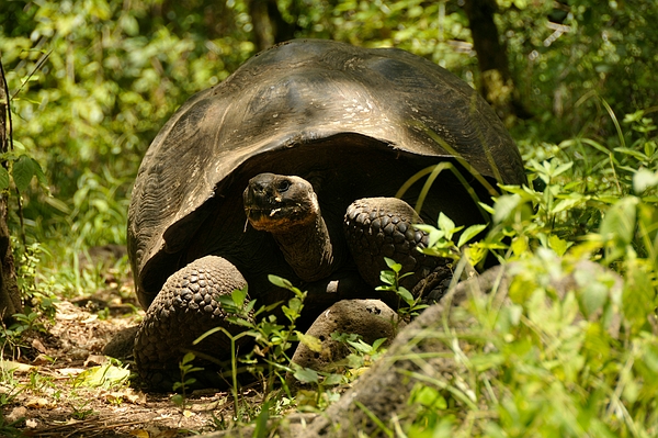 Giant Tortoise, Santa Cruz Island, Galápagos. Photo: Frank Bungartz, CDF, 2009.
