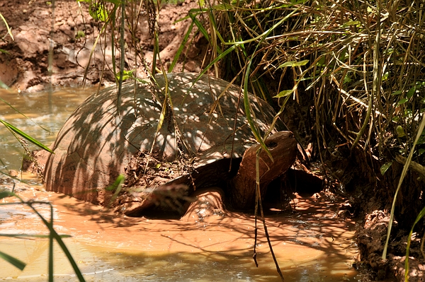 Giant Tortoise, mud bath, Santa Cruz Island, Galápagos. Photo: Frank Bungartz, CDF, 2009.