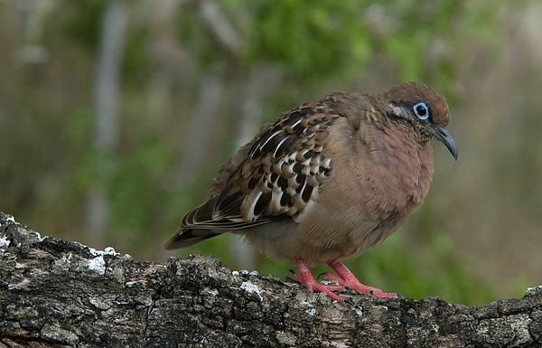Galápagos Dove, on Pinta Island, Galapagos. Photo: Steve Blake, CDF, 2009.