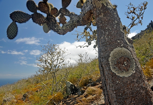 Pinzón cactus with large Parmotrema species, Pinzón Photo: Frank Bungartz, CDF, 2009.