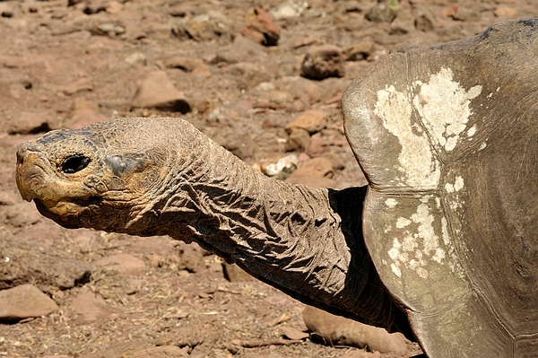Pinzón Galápagos Tortoise with lichens (Lecanora sulfurescens) Photo: Frank Bungartz, CDF, 2009.