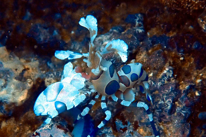 Harlequin shrimp (Hymenocera picta) in Floreana. Photo: Inti Keith, FCD.