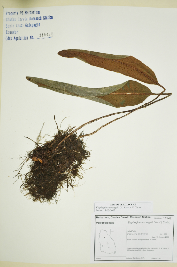 Elaphoglossum engelii (H. Karst.) H. Christ. Foto: Joseph Weirich, CDF, 2012.