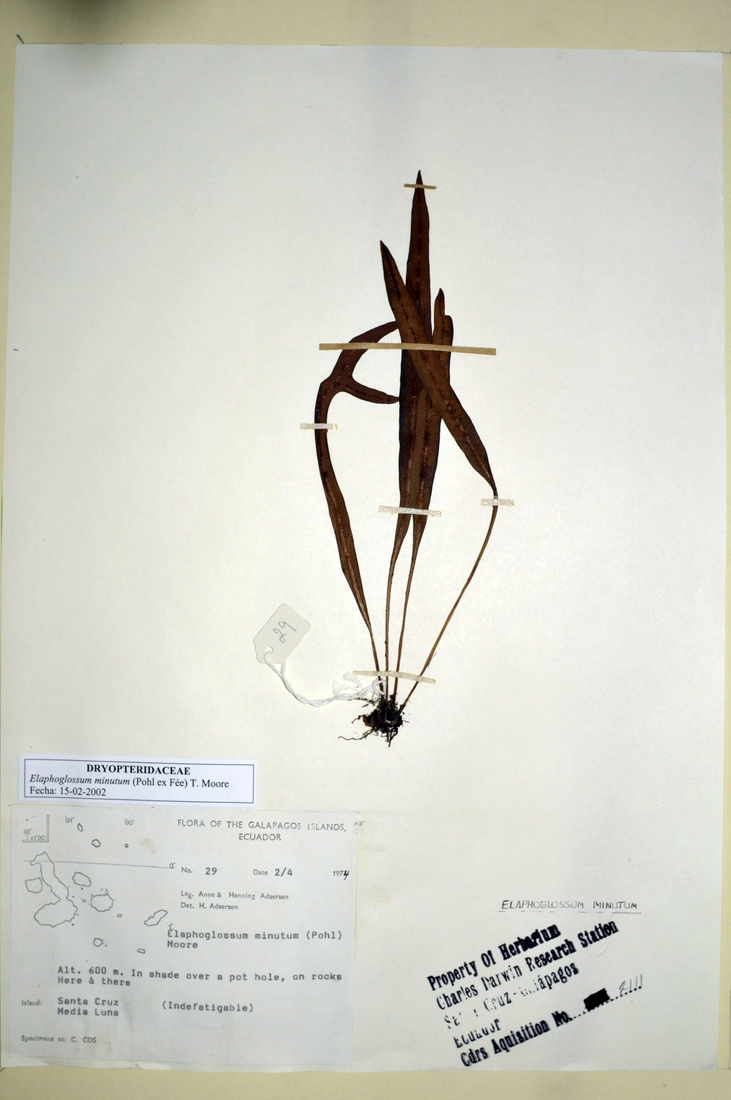 Elaphoglossum minutum (Pohl ex Fée) T. Moore Photo: Joseph Weirich, CDF, 2012.