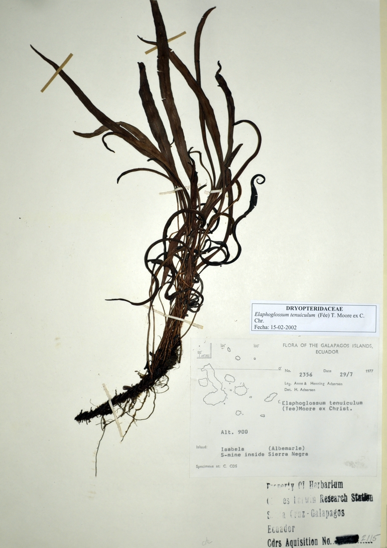 Elaphoglossum tenuiculum (Fée) T. Moore ex C. Chr. Photo: Joseph Weirich, CDF, 2012.