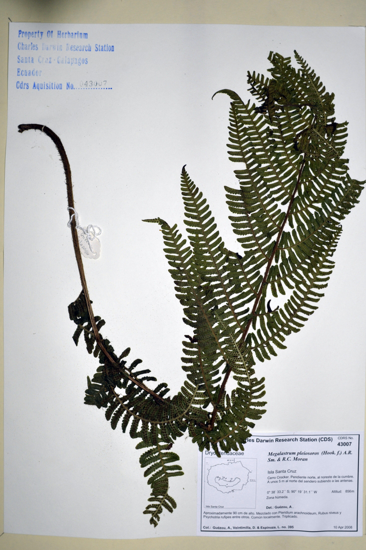 Megalastrum pleiosoros (Hook. f.) A.R. Sm. & R.C. Moran Foto: Joseph Weirich, CDF, 2012.