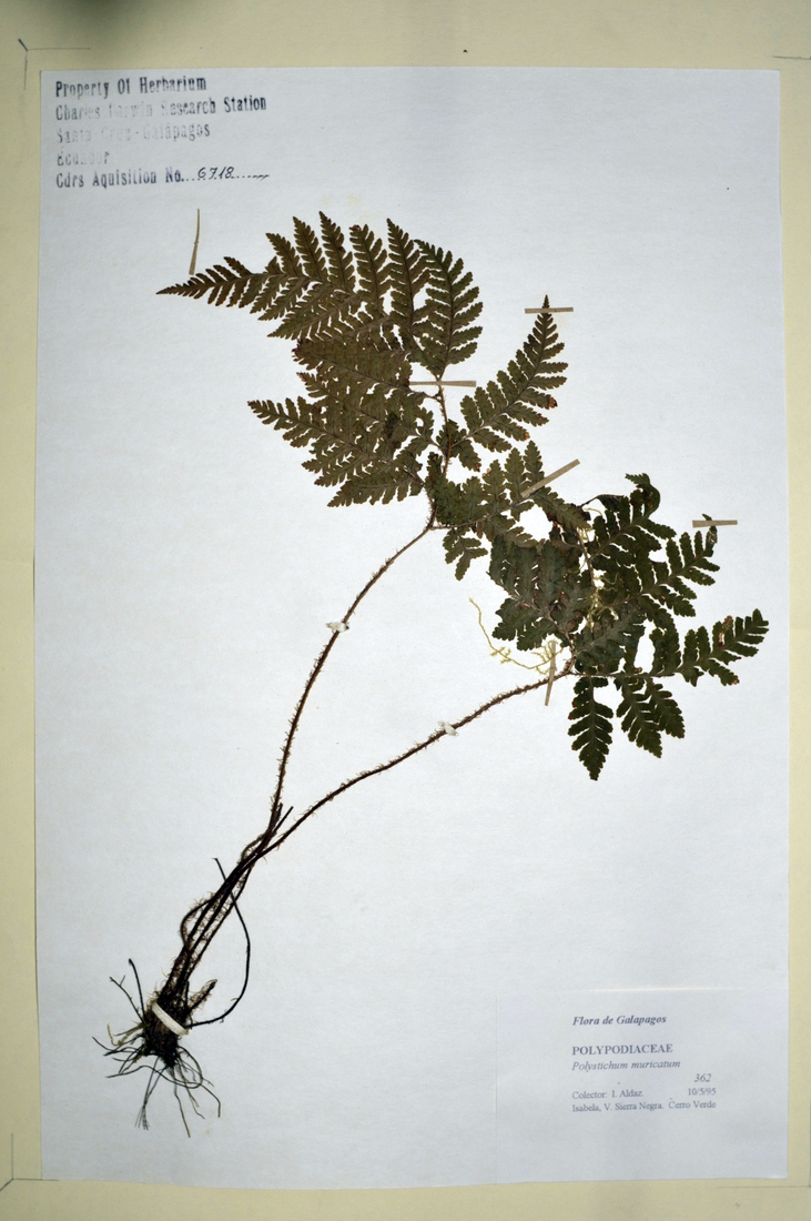 Polystichum muricatum (L.) Fée Photo: Joseph Weirich, CDF, 2012.