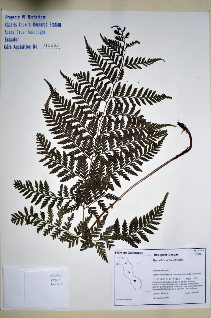 Rumohra adiantiformis (G. Forst.) Ching Photo: Joseph Weirich, CDF, 2012.