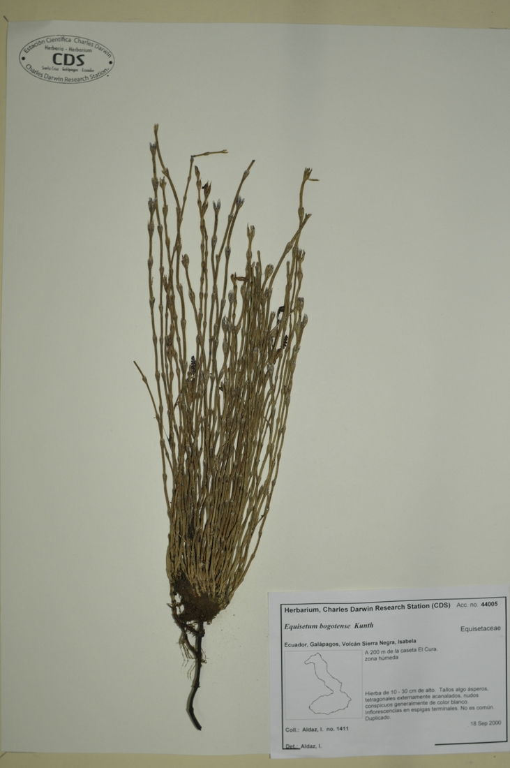 Equisetum bogotense Kunth Foto: Joseph Weirich, CDF, 2012.