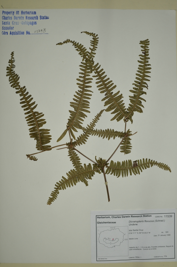 Dicranopteris flexuosa (Schrad.) Underw. Foto: Joseph Weirich, CDF, 2012.