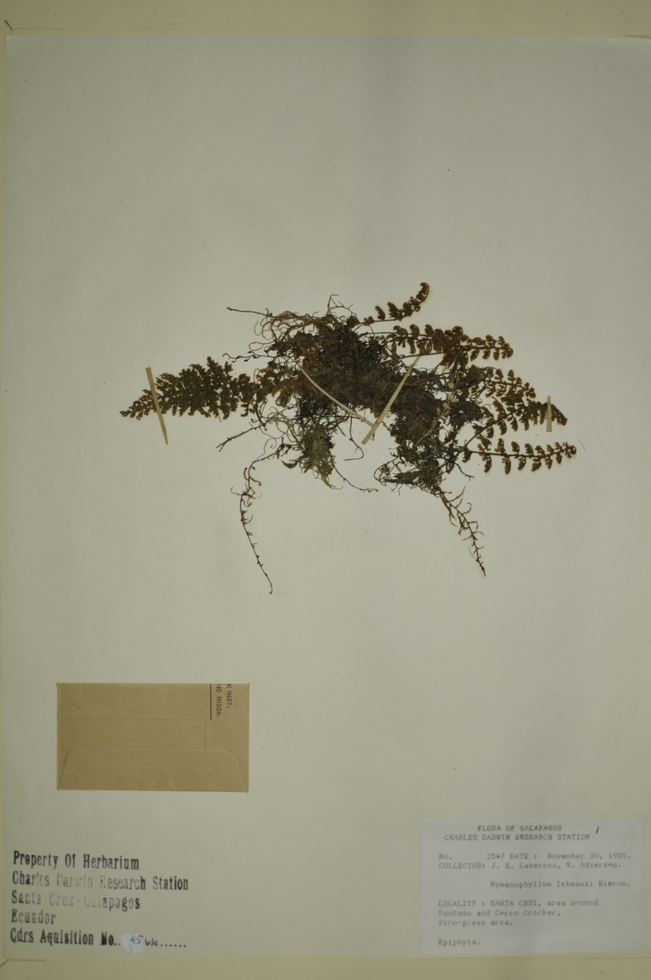 Hymenophyllum lehmanii Hieron. Photo: Joseph Weirich, CDF, 2012.