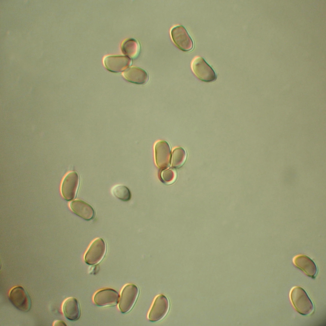 Simocybe tepeitensis . Foto: Xavier Arturo, CDF, 2008.