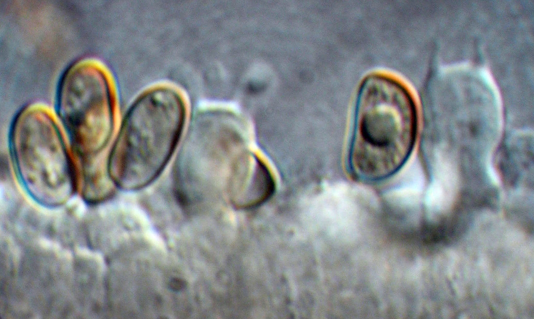 Simocybe tepeitensis . Foto: Xavier Arturo, CDF, 2008.