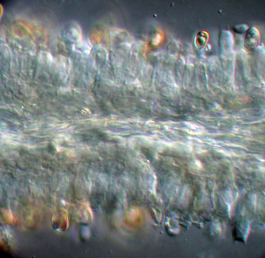 Simocybe tepeitensis . Foto: Xavier Arturo, CDF, 2008.