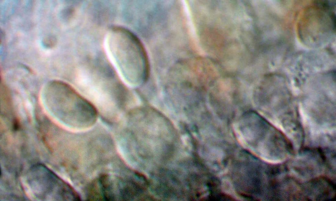 Simocybe tepeitensis . Foto: Xavier Arturo, CDF, 2008.