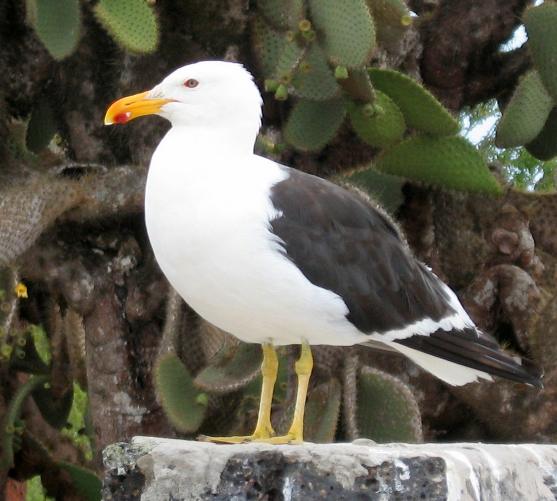 Larus dominicanus Lichtenstein, 1823 (Islote Plaza Sur) Photo: Paul McFarling, CDF, 2007.