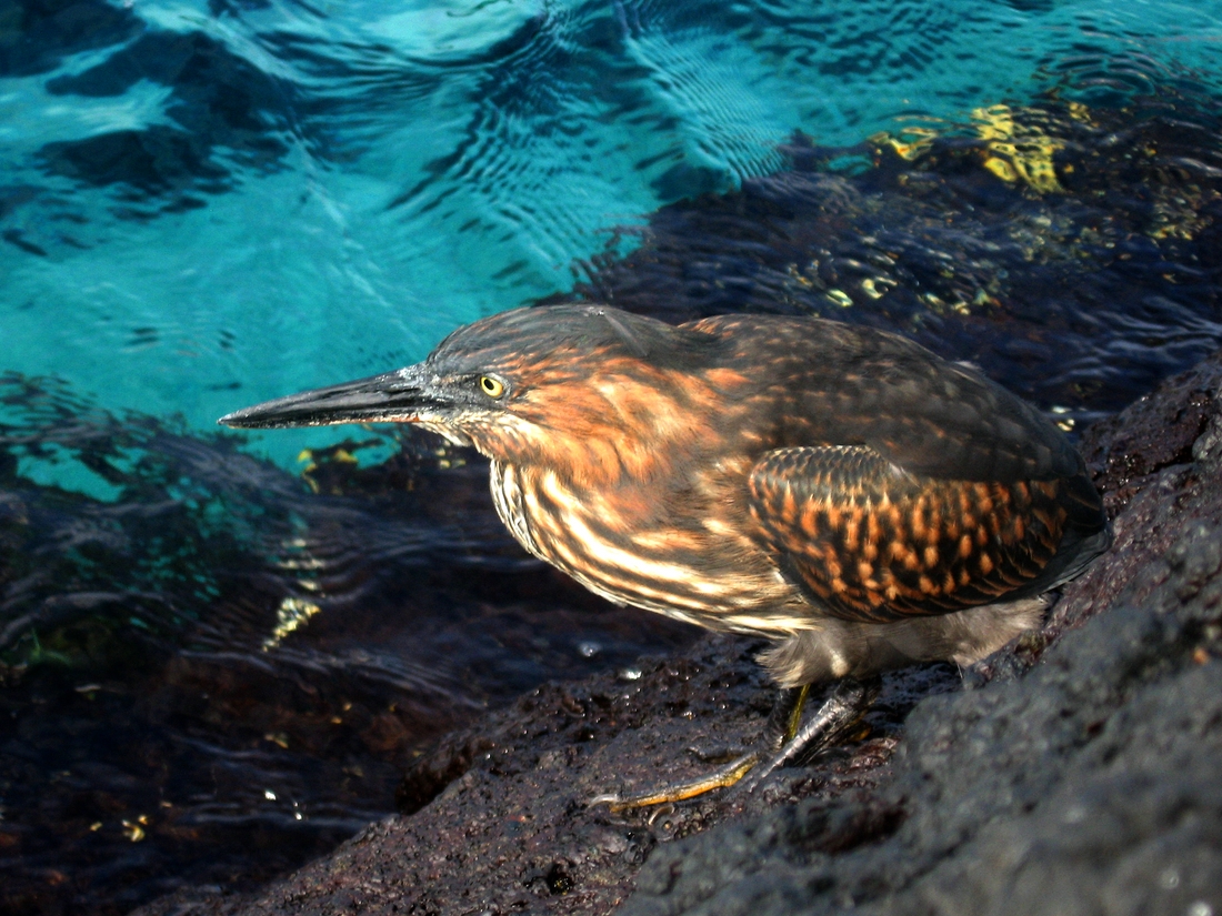 Butorides striatus sundevalli, Santiago Island, Galapagos. Photo: Paul McFarling, CDF, 2007.