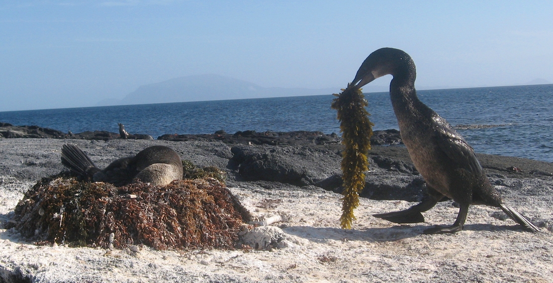 Phalacrocorax harrisi, Isla Fernandina, Galápagos. Foto: Paul McFarling, CDF, 2007.