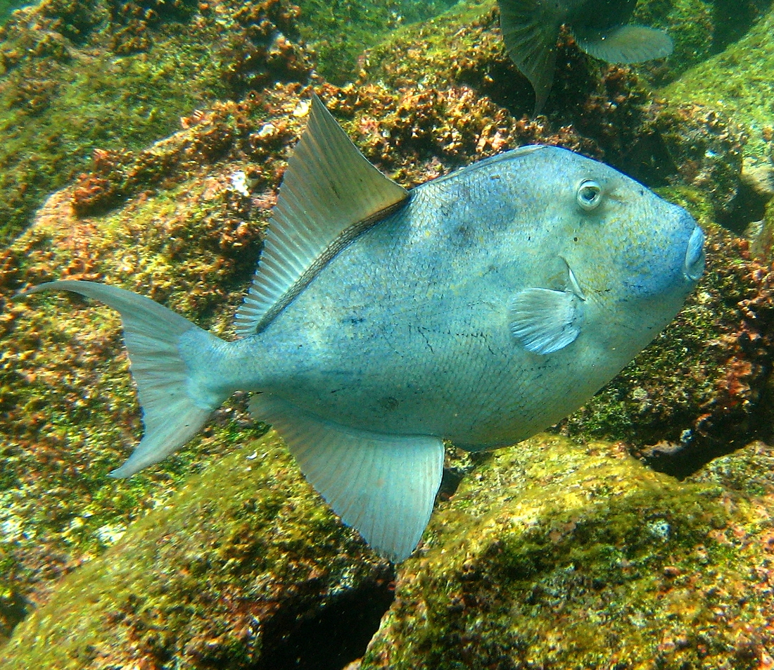Balistes polylepis Steindachner, 1876 (Isla Seymour Norte) Photo: Paul McFarling, CDF, 2007.