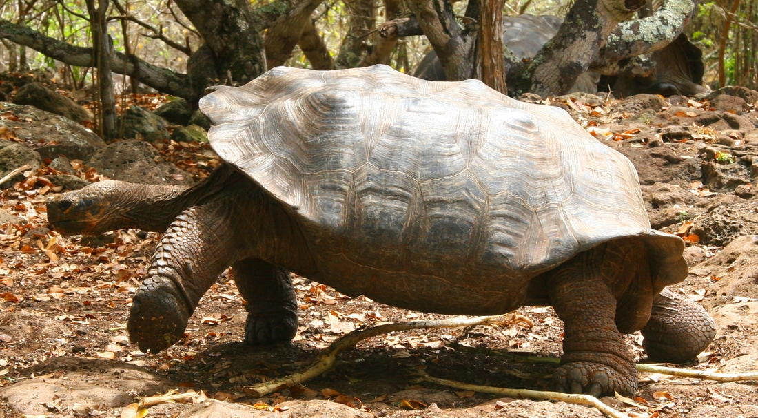 Chelonoidis chathamensis, Isla San Cristóbal, Galápagos. Foto: Paul McFarling, CDF, 2000.
