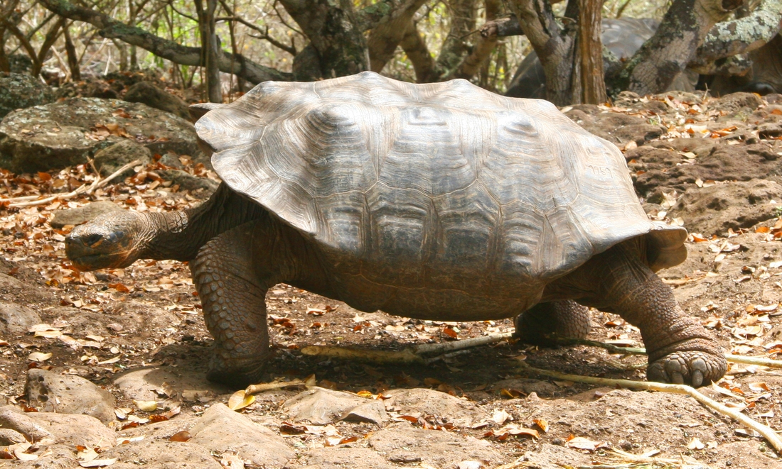 Chelonoidis chathamensis (Van Denburgh, 1914), isla San Cristóbal. Foto: Paul McFarling, CDF, 2000.