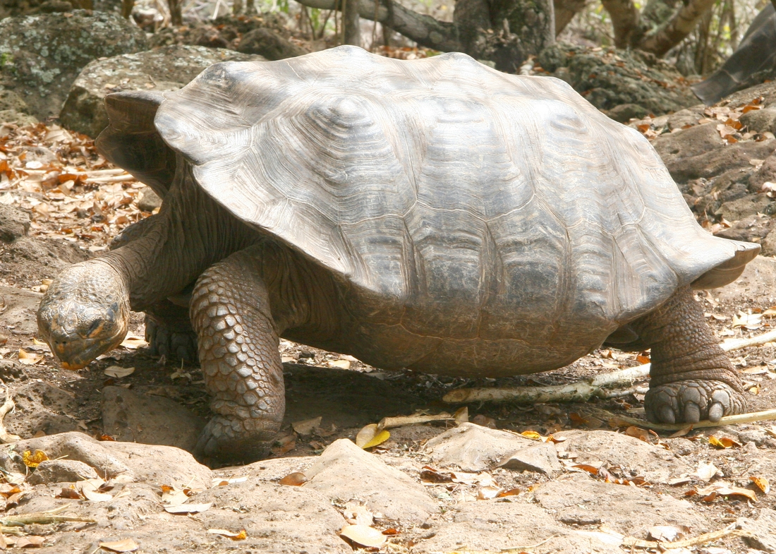 Chelonoidis chathamensis, Isla San Cristóbal, Galápagos. Foto: Paul McFarling, CDF, 2000.