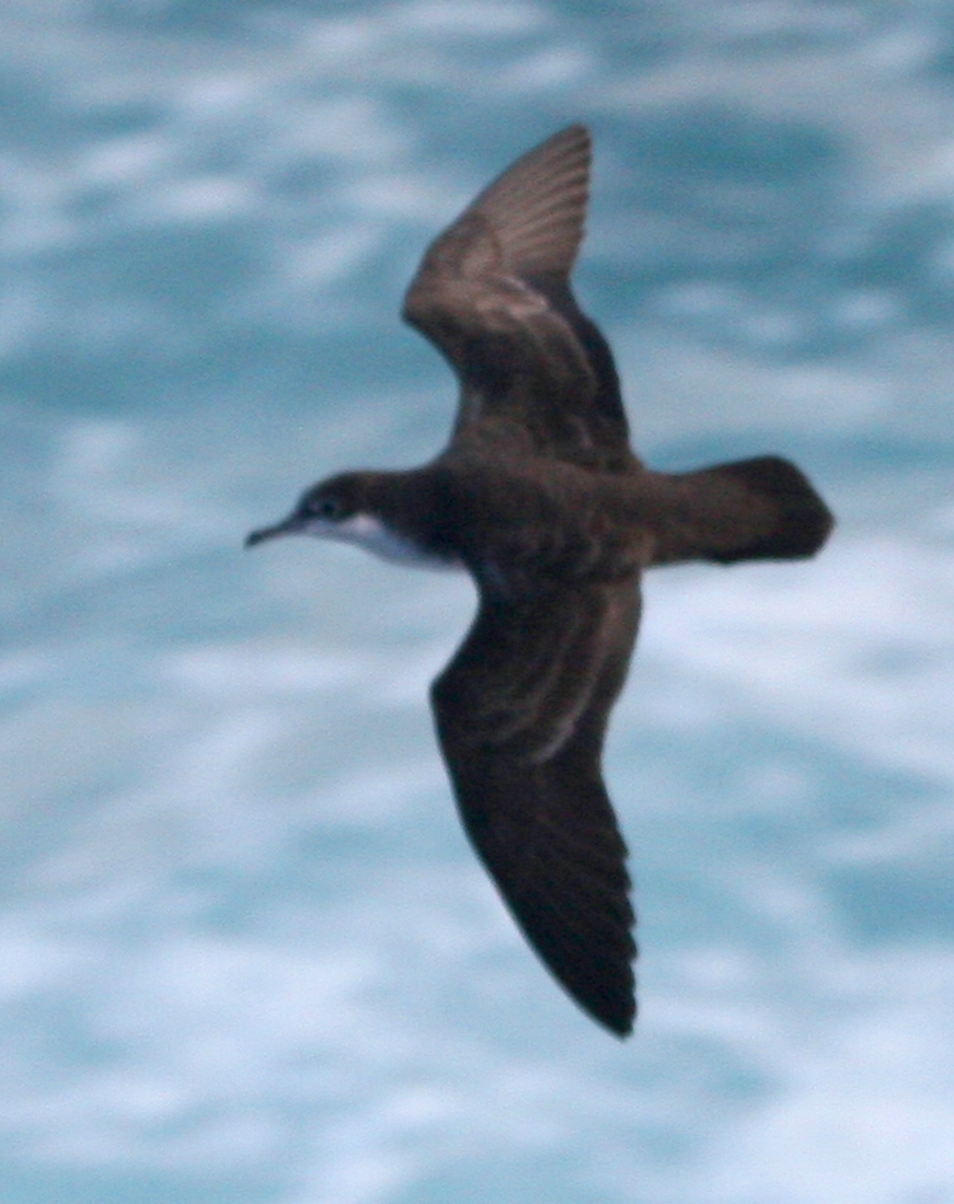 Puffinus subalaris, Islote Plaza Sur. Foto: Paul McFarling, CDF, 2009.
