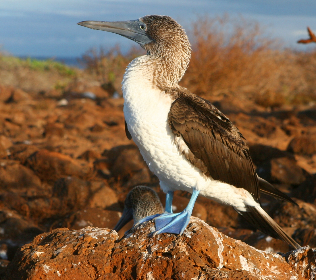 Sula nebouxii excisa, Isla Seymour Norte, Galápagos. Foto: Paul McFarling, CDF, 2009.