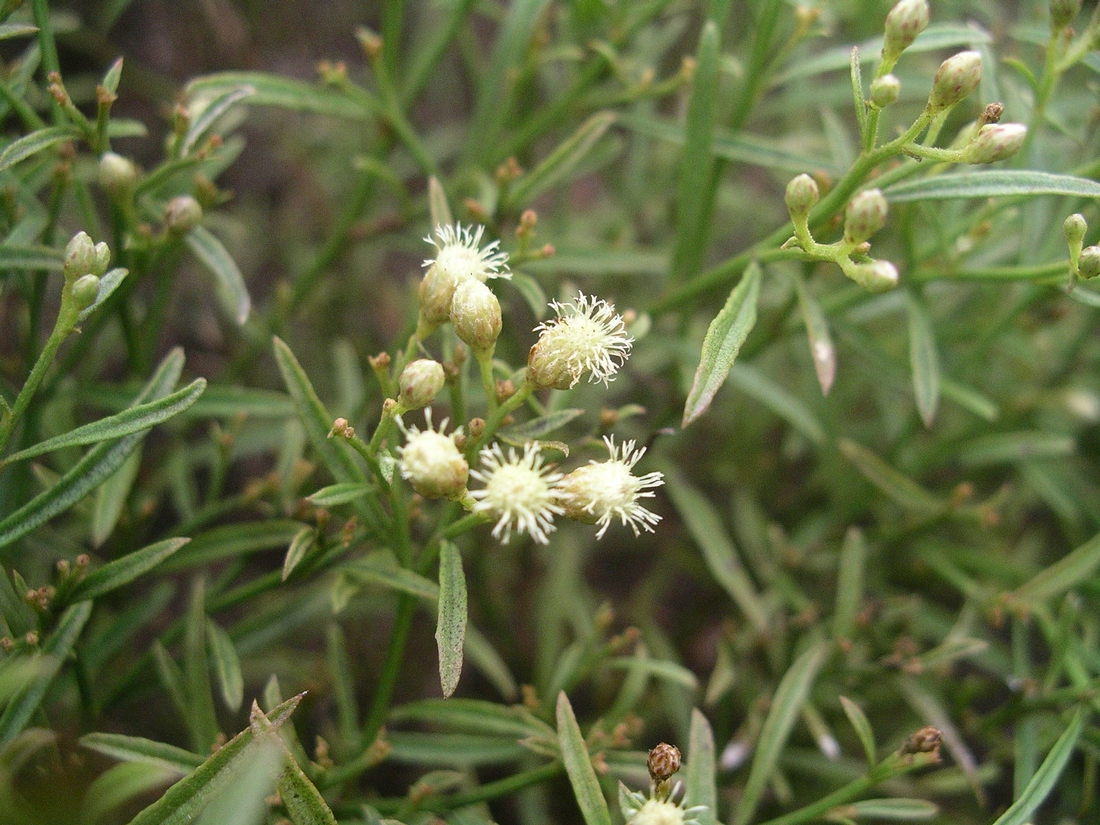 Baccharis gnidiifolia Kunth Foto: Patricia Jaramillo, Rachel Atkinson, Anne Guézou, CDF, 2008.