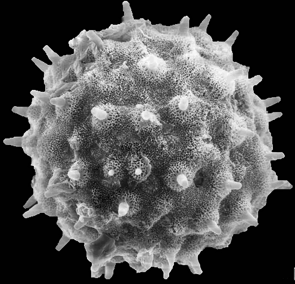 Pollen grain of Ipomoea habeliana Oliv. (scanning electron micrograph). Photo: Patricia Jaramillo Díaz & M. Mar Trigo, CDF, 2011.