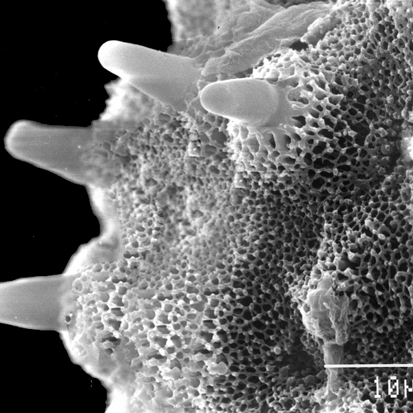 Pollen grain of Ipomoea habeliana (scanning electron micrograph). Photo: Patricia Jaramillo Díaz & M. Mar Trigo, CDF, 2011.