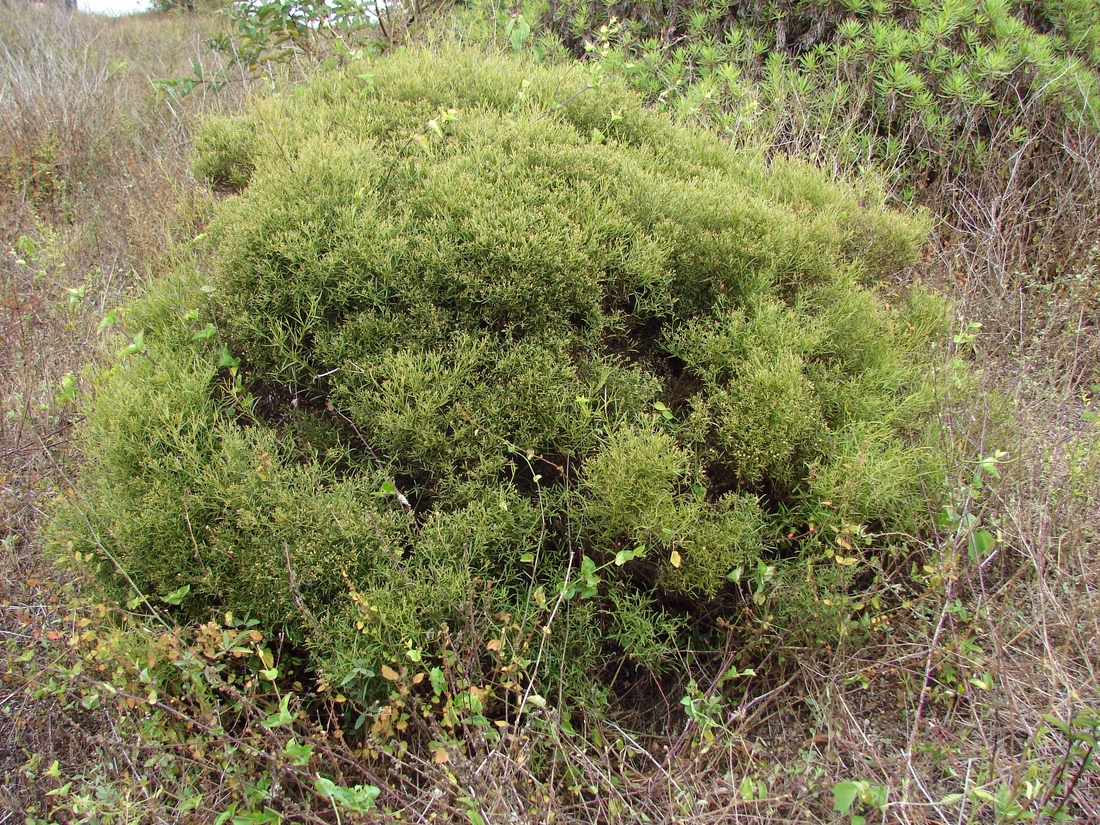 Galinsoga gnidiifolia , baccharis. Foto: Patricia Jaramillo, Rachel Atkinson, Anne Guézou, CDF, 2008.