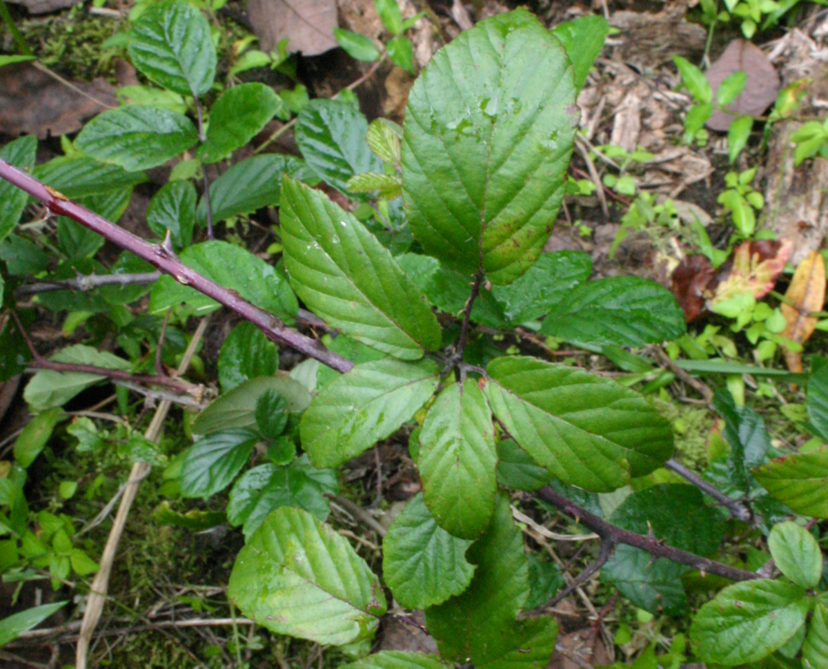 Thornless blackberry (Rubus ulmifolius) in Santa Cruz Island, Galapagos. Photo: Jorge Renteria, CDF, 2005.