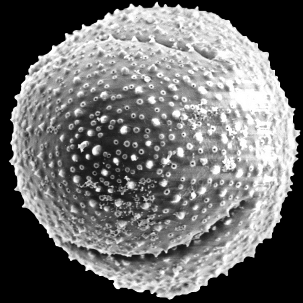 Pollen grain of Jasminocereus (scanning electron micrograph). Photo: Patricia Jaramillo Díaz & M. Mar Trigo, CDF, 2011.