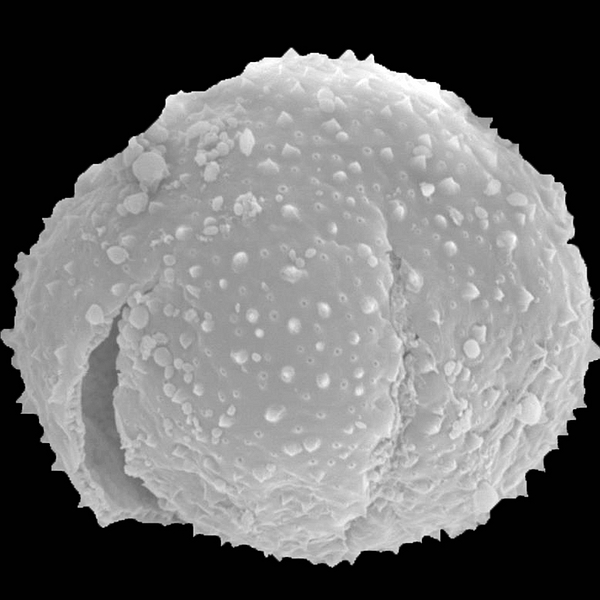 Grano de polen de Jasminocereus thouarsii var. sclerocarpus (K. Schum.) E.F. Anderson & Walk. (foto en microscopio electrónico). Foto: Patricia Jaramillo Díaz & M. Mar Trigo, CDF, 2011.
