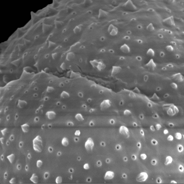 Grano de polen de Jasminocereus thouarsii var. sclerocarpus (foto en microscopio electrónico). Foto: Patricia Jaramillo Díaz & M. Mar Trigo, CDF, 2011.