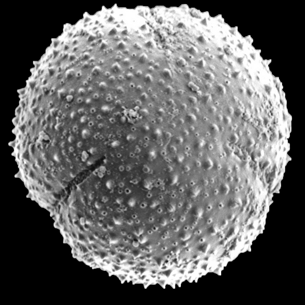 Pollen grain of Jasminocereus (scanning electron micrograph). Photo: Patricia Jaramillo Díaz & M. Mar Trigo, CDF, 2011.