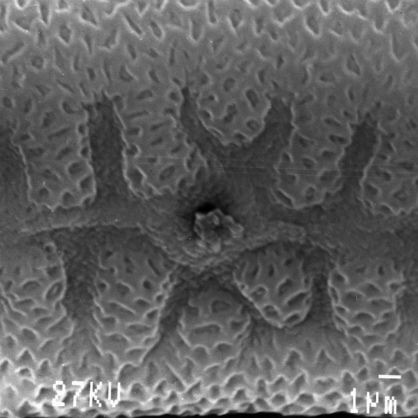 Grano de polen de Justicia galapagana (foto en microscopio electrónico). Foto: Patricia Jaramillo Díaz & M. Mar Trigo, CDF, 2011.