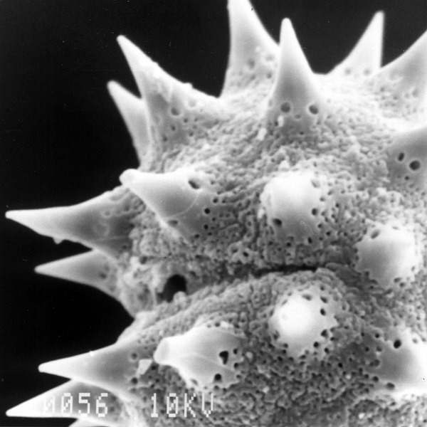 Pollen grain of Lecocarpus darwinii (scanning electron micrograph). Photo: Patricia Jaramillo Díaz & M. Mar Trigo, CDF, 2011.