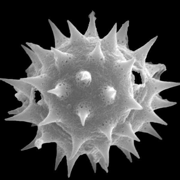 Pollen grain of Lecocarpus pinnatifidus Decne. (scanning electron micrograph). Photo: Patricia Jaramillo Díaz & M. Mar Trigo, CDF, 2011.