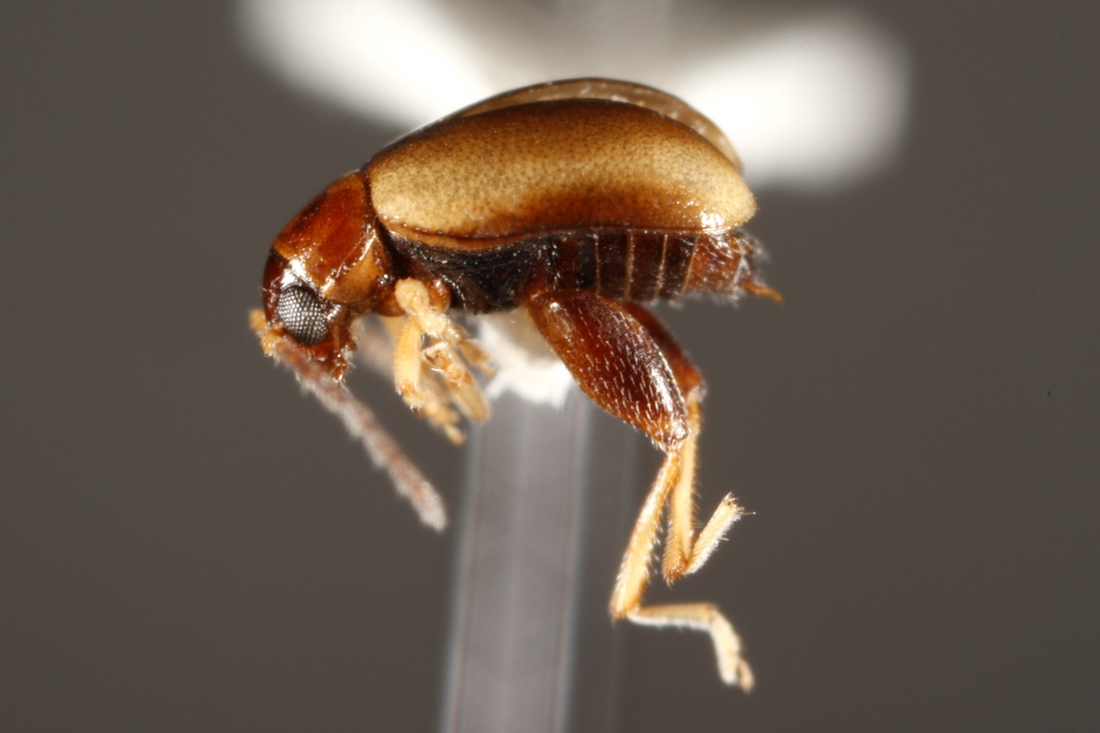 Longitarsus galapagoensis , escarabajo. Foto: CDF Archive.